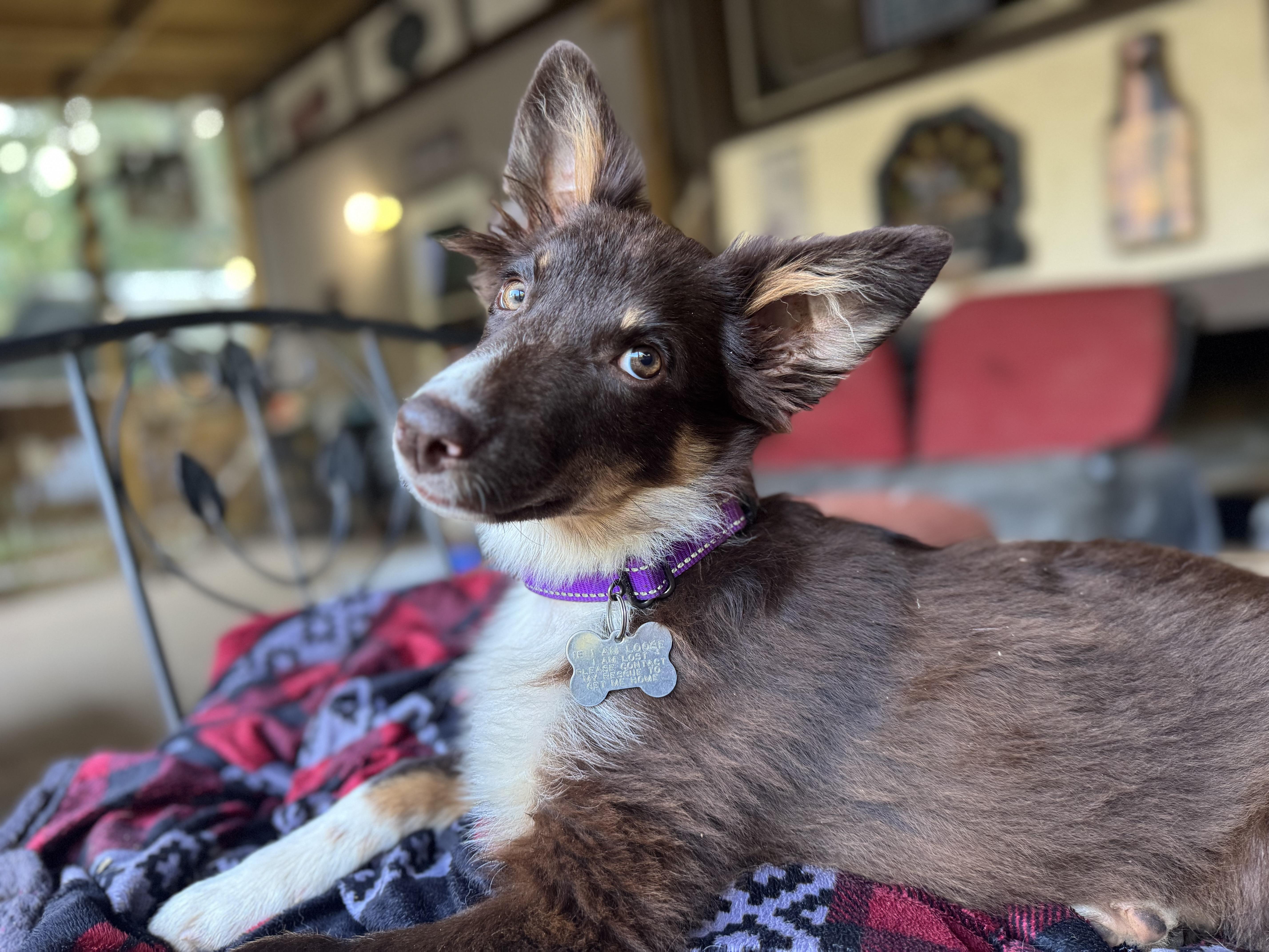 Capybara, an adopted Australian Shepherd in Ragland, AL image 1/6