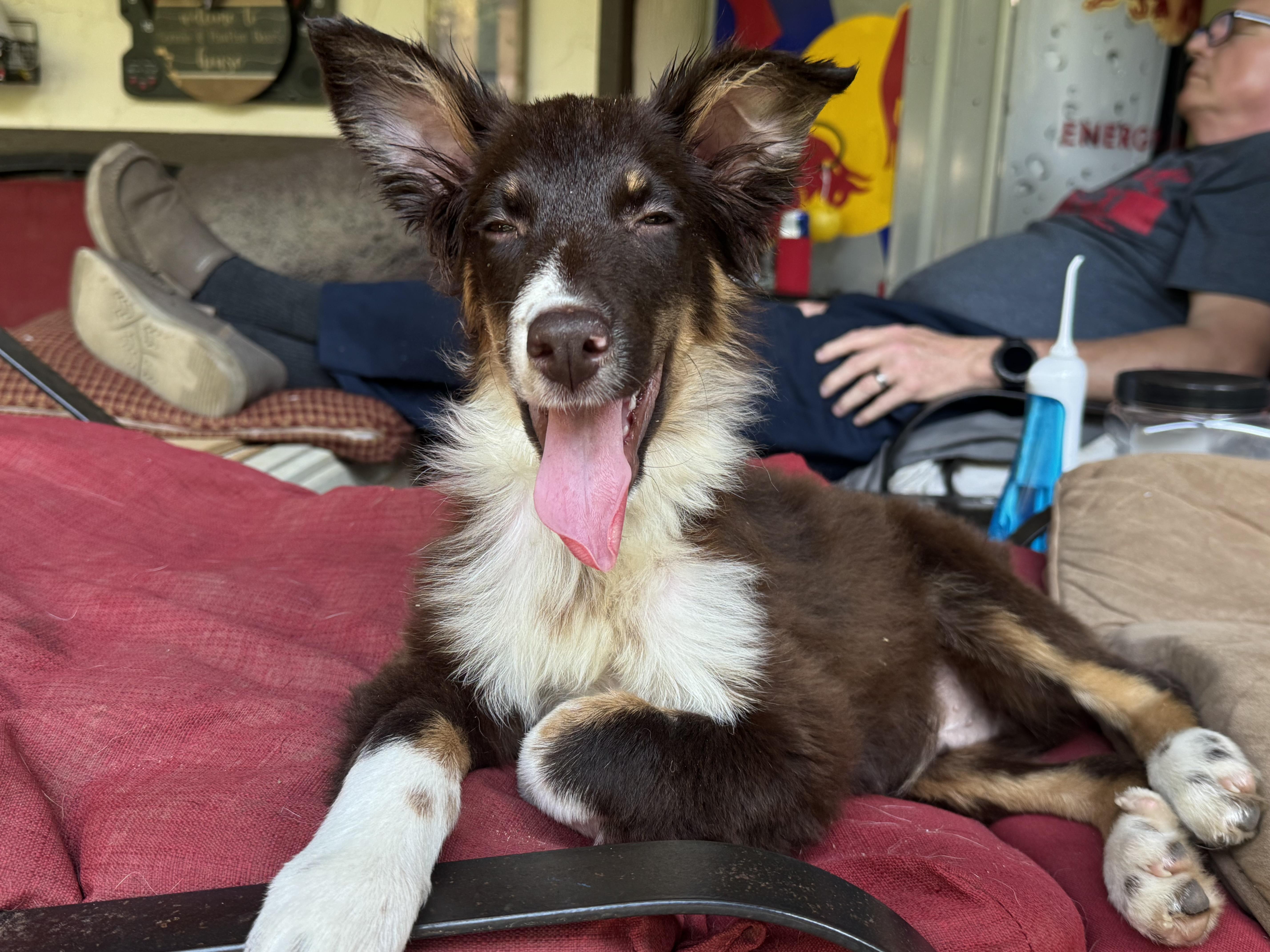 Capybara, an adopted Australian Shepherd in Ragland, AL image 3/6