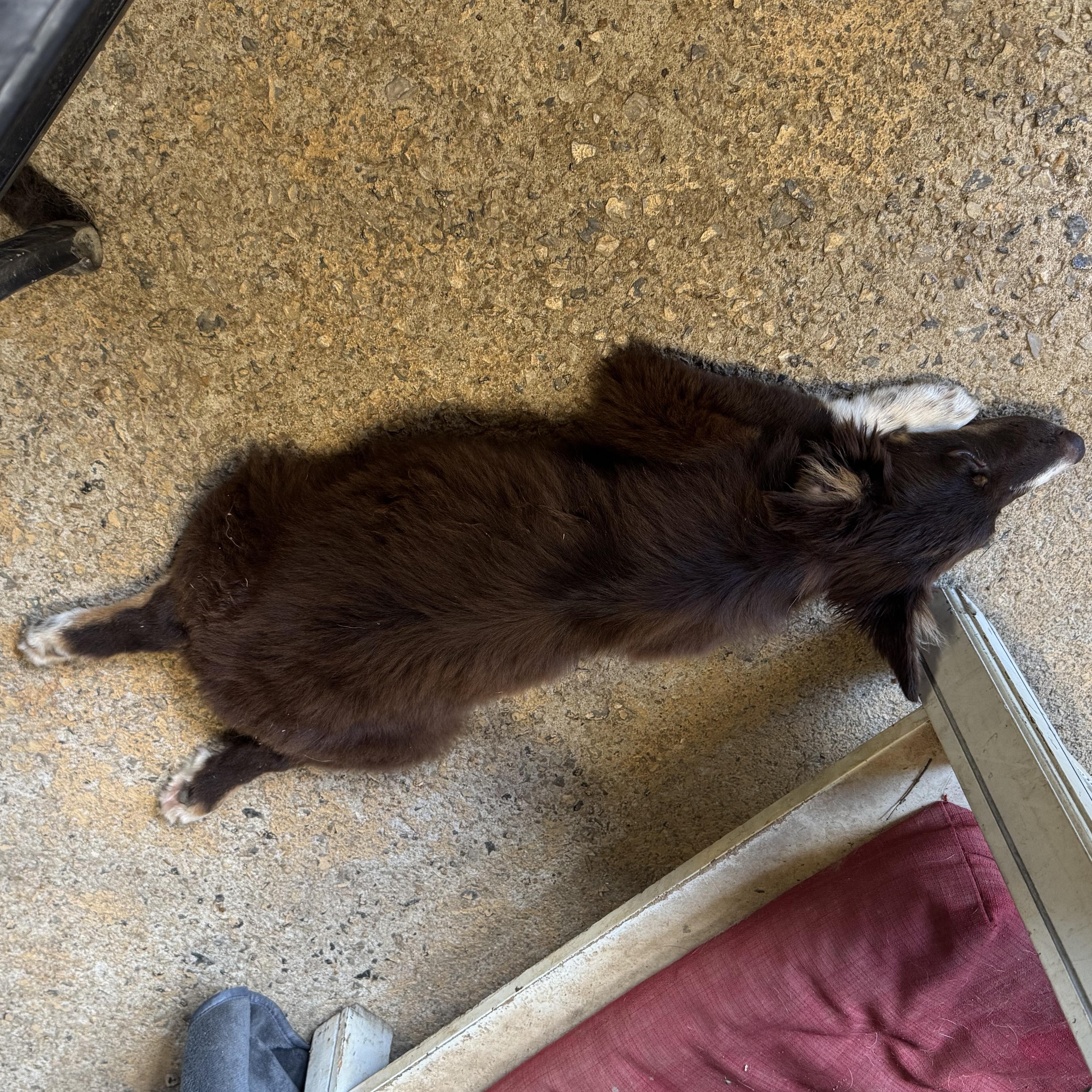 Capybara, an adopted Australian Shepherd in Ragland, AL image 4/6