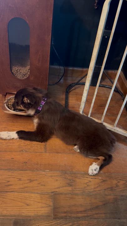 Enlarge Capybara, an adopted Australian Shepherd in Ragland, AL video 6/6