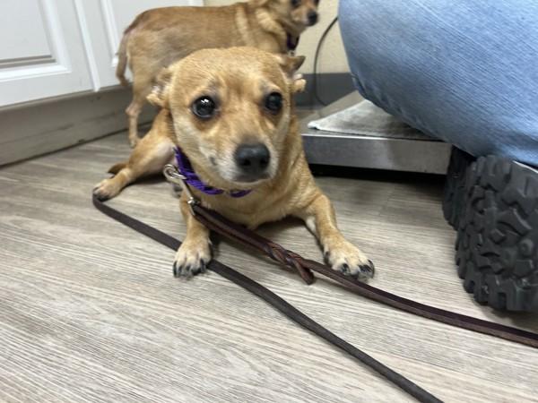 Bonnie, Adoptable, Adult Female Chihuahua.