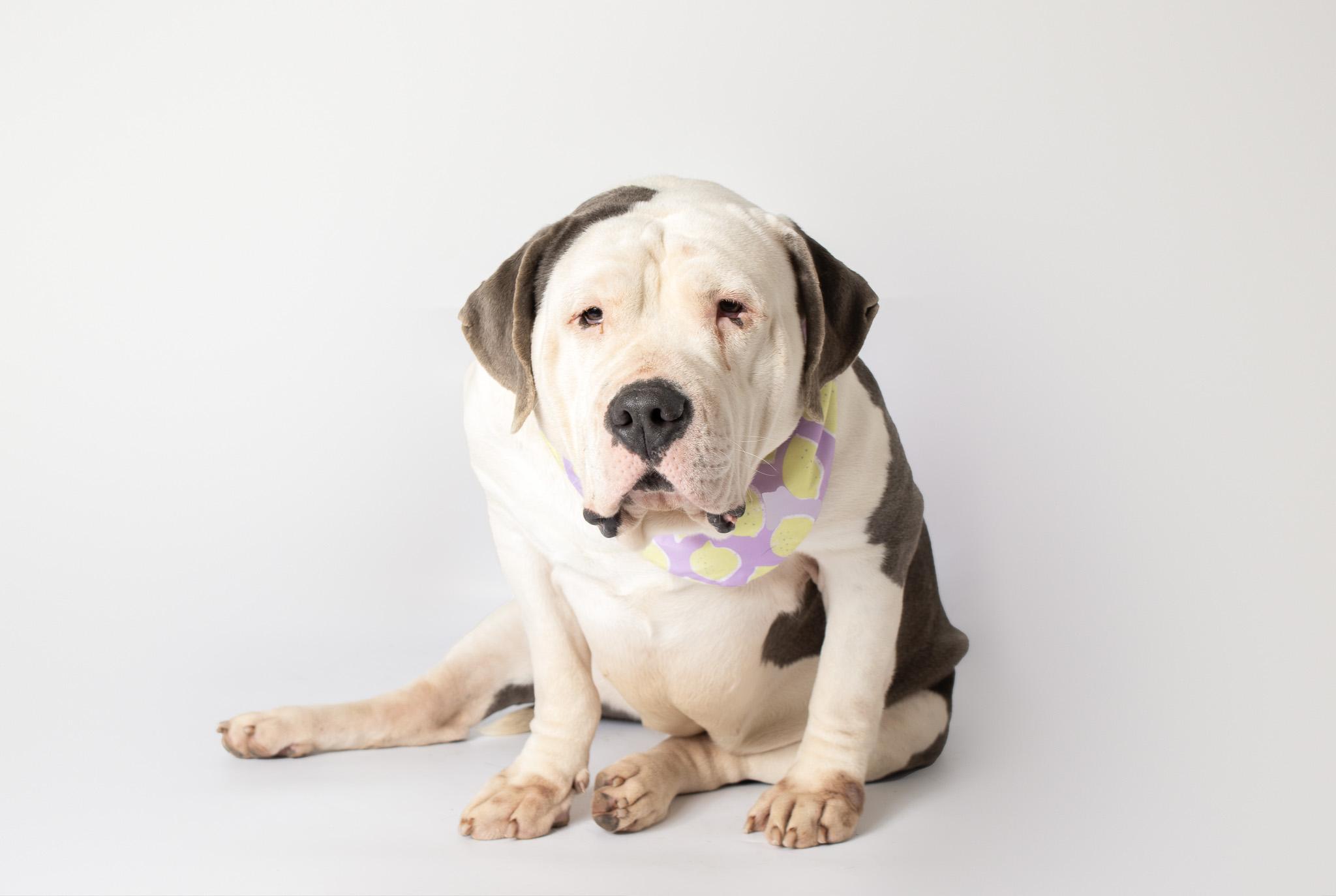 Enlarge Maribel, a ADOPTABLE mixed breed in Plaquemine, LA image 2/2