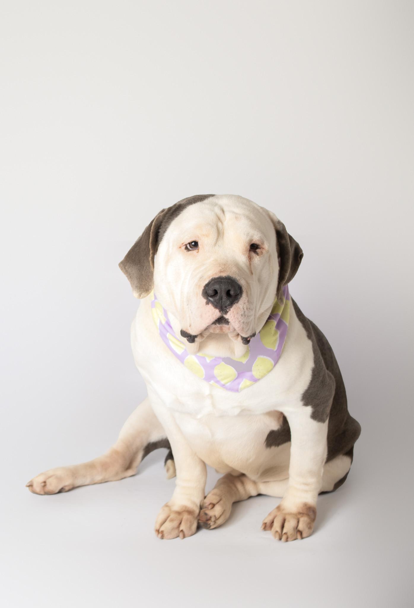 Enlarge Maribel, a ADOPTABLE mixed breed in Plaquemine, LA image 1/2