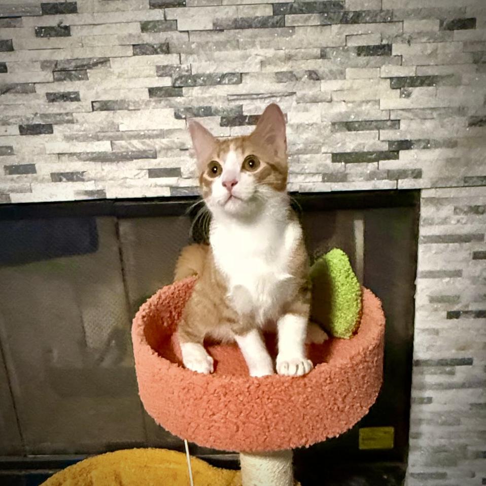 Goldie, Adoptable, Young Male Domestic Short Hair.