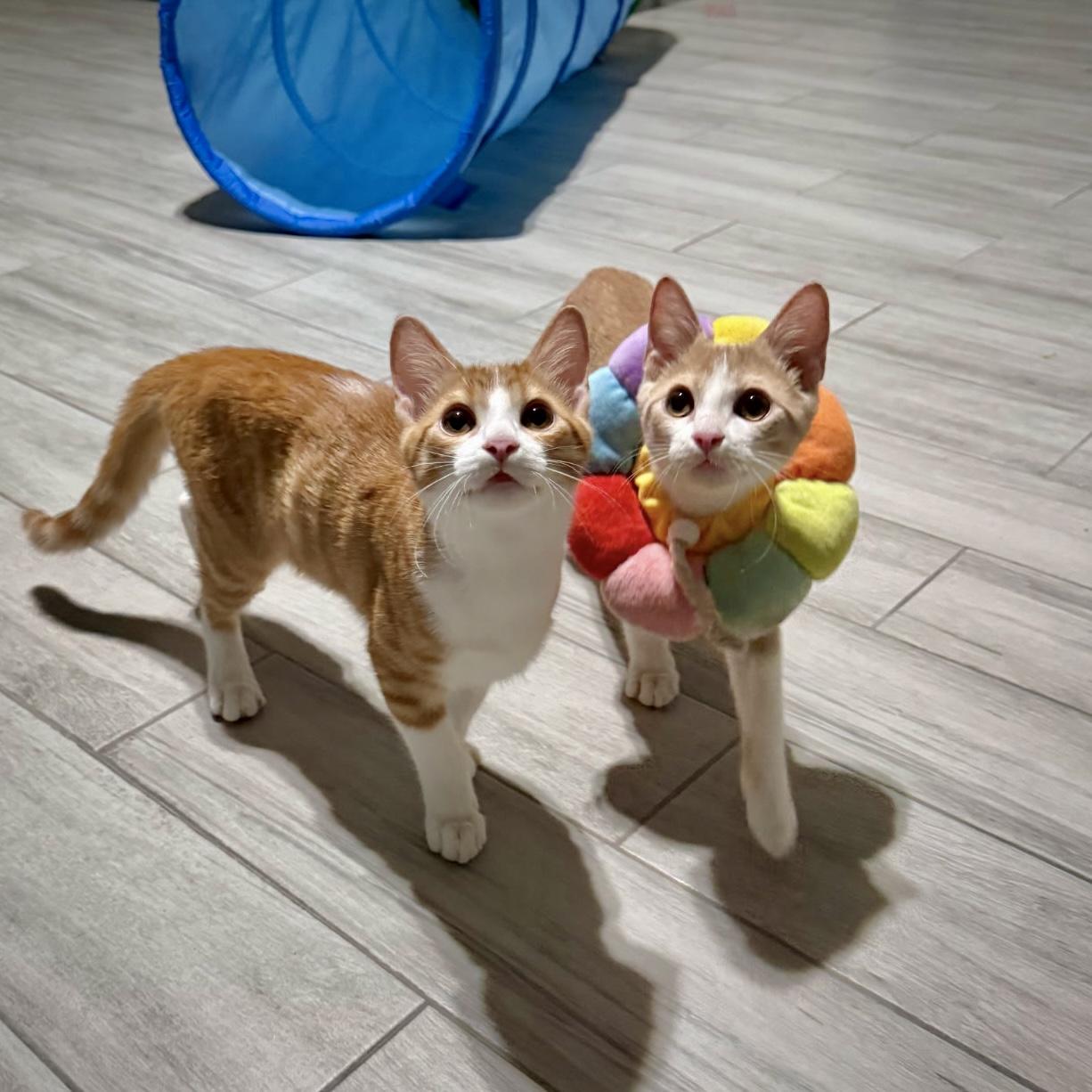 Enlarge Goldie, a Adoptable Domestic Short Hair in Allen, TX image 2/6