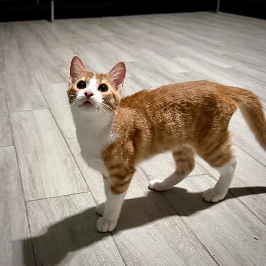 Enlarge Goldie, a Adoptable Domestic Short Hair in Allen, TX image 5/6