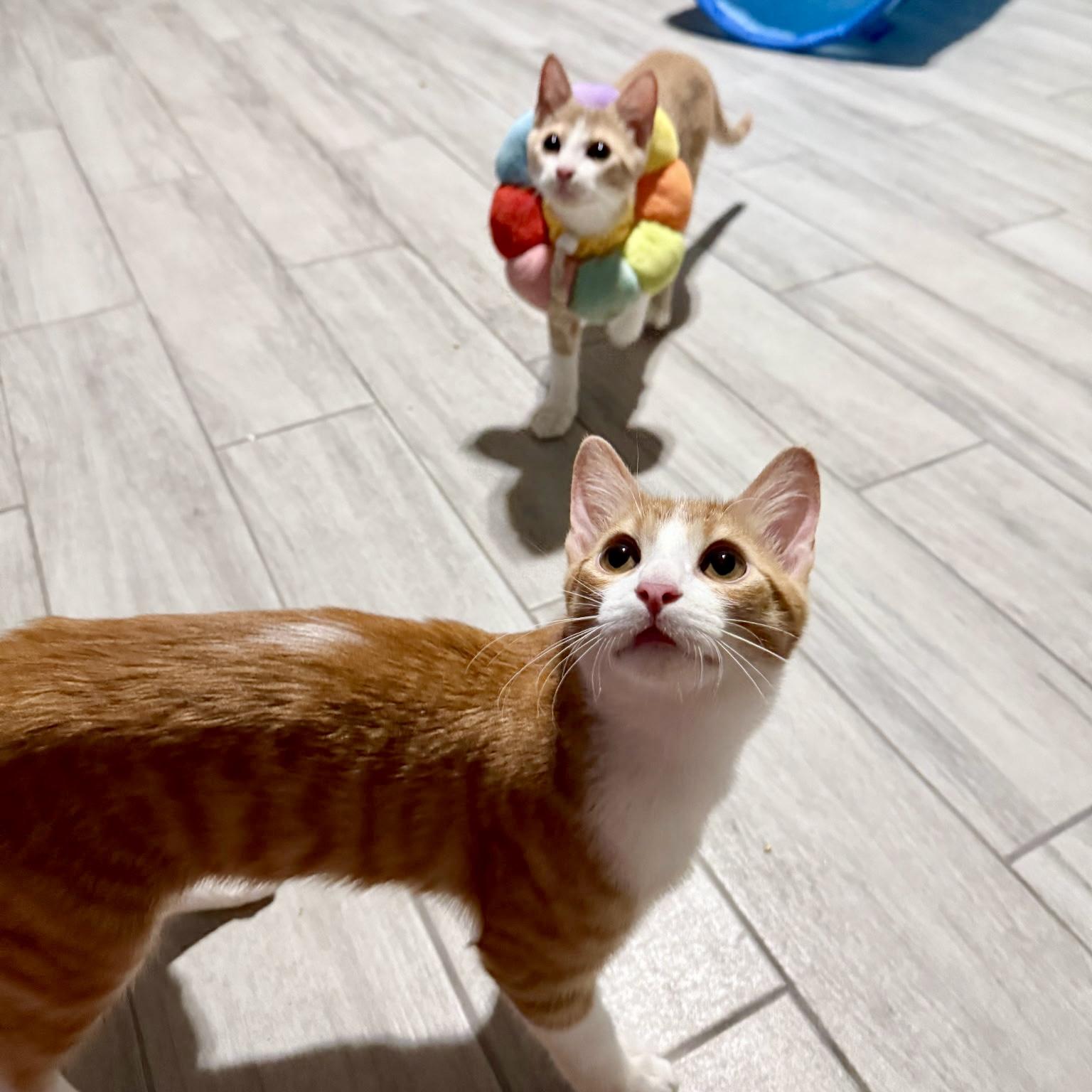 Enlarge Goldie, a Adoptable Domestic Short Hair in Allen, TX image 6/6