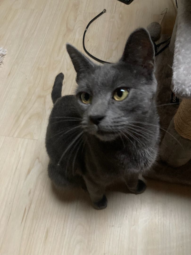 Kennedy , Adopted, Adult Female Russian Blue & Domestic Short Hair.