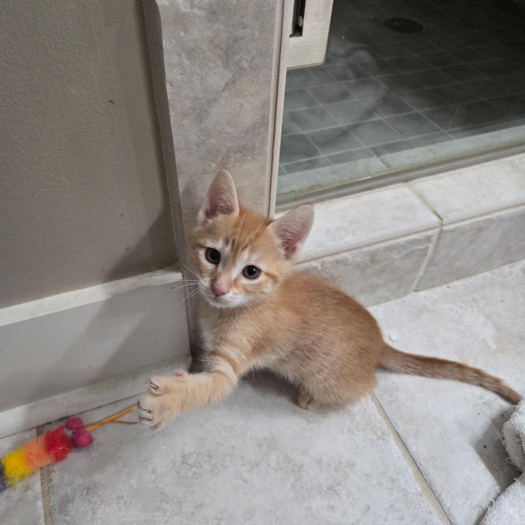 Blaze, a Adoptable Domestic Short Hair in Richmond, VA image 1/4