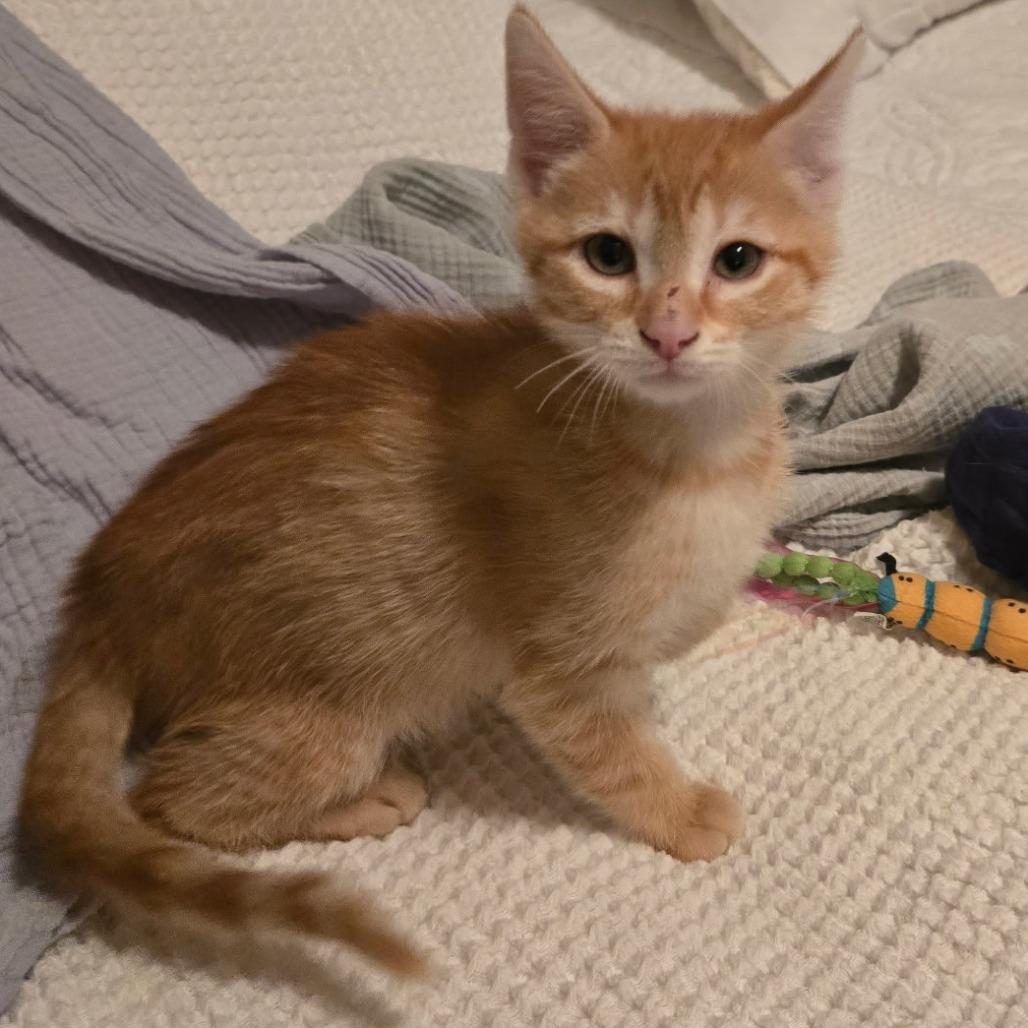 Blaze, a Adoptable Domestic Short Hair in Richmond, VA image 2/4