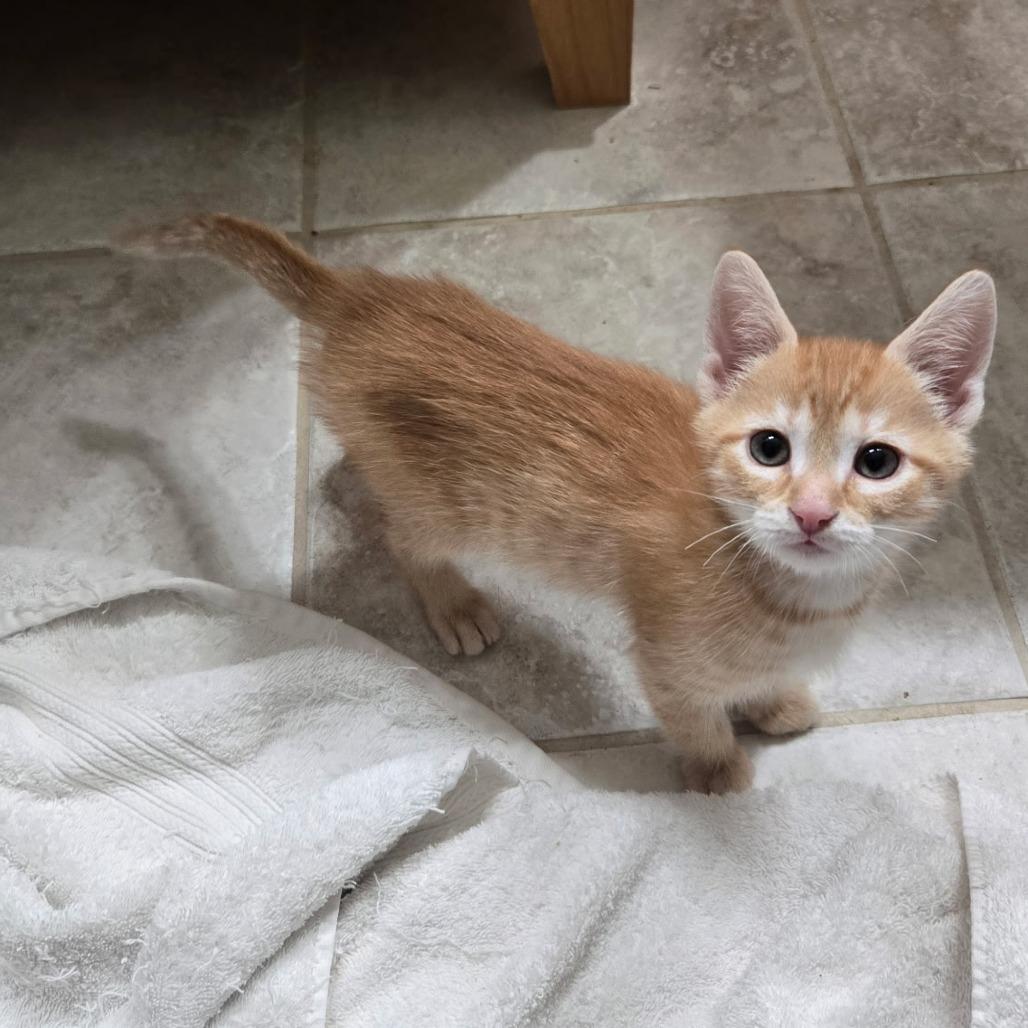 Blaze, a Adoptable Domestic Short Hair in Richmond, VA image 3/4