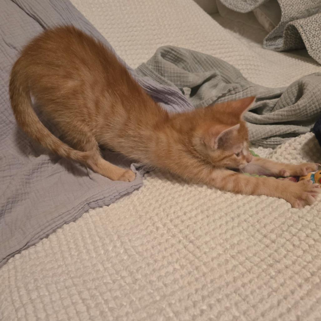 Blaze, a Adoptable Domestic Short Hair in Richmond, VA image 4/4