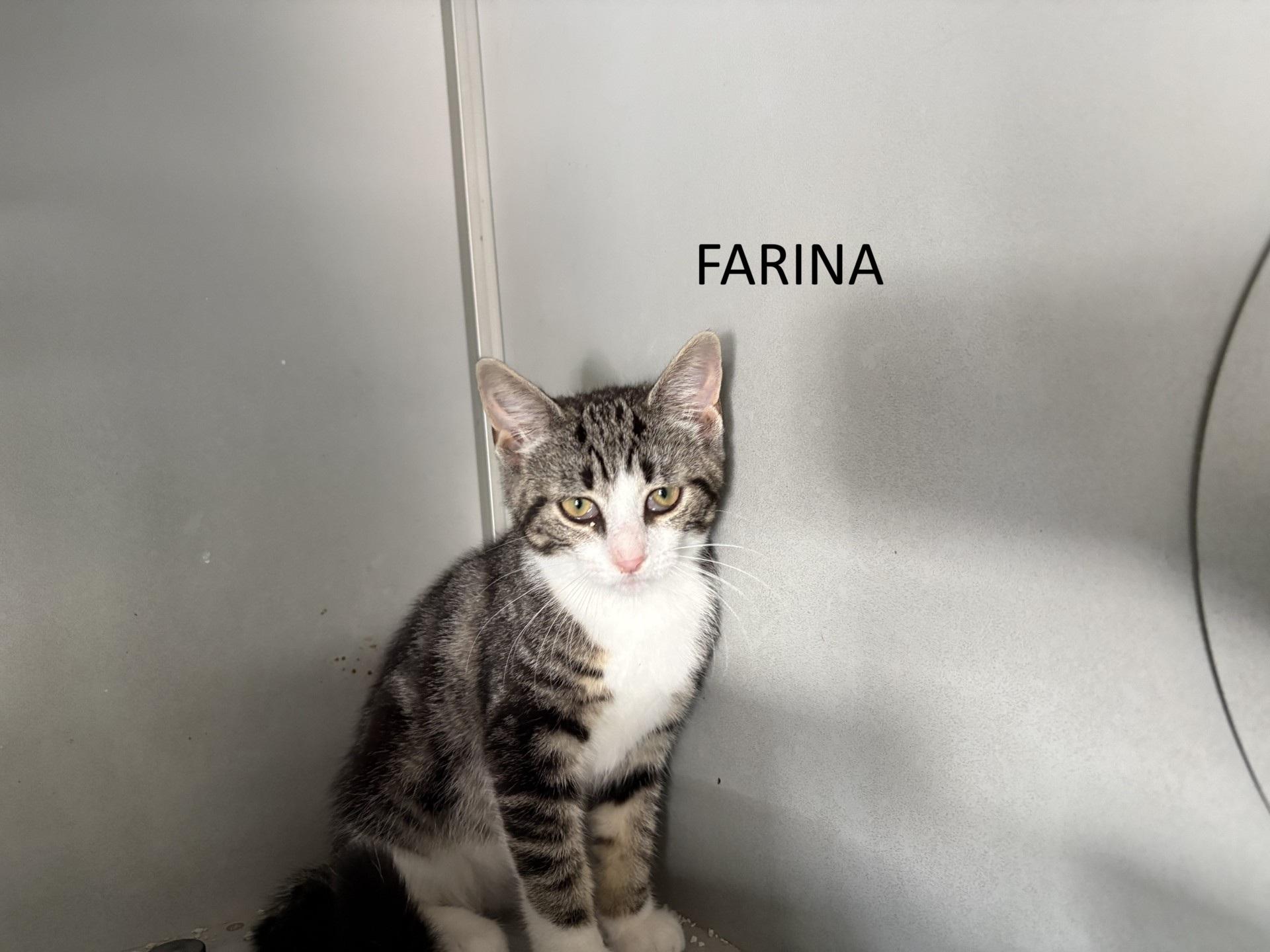 Farina, Adopted, Kitten Female Domestic Short Hair.