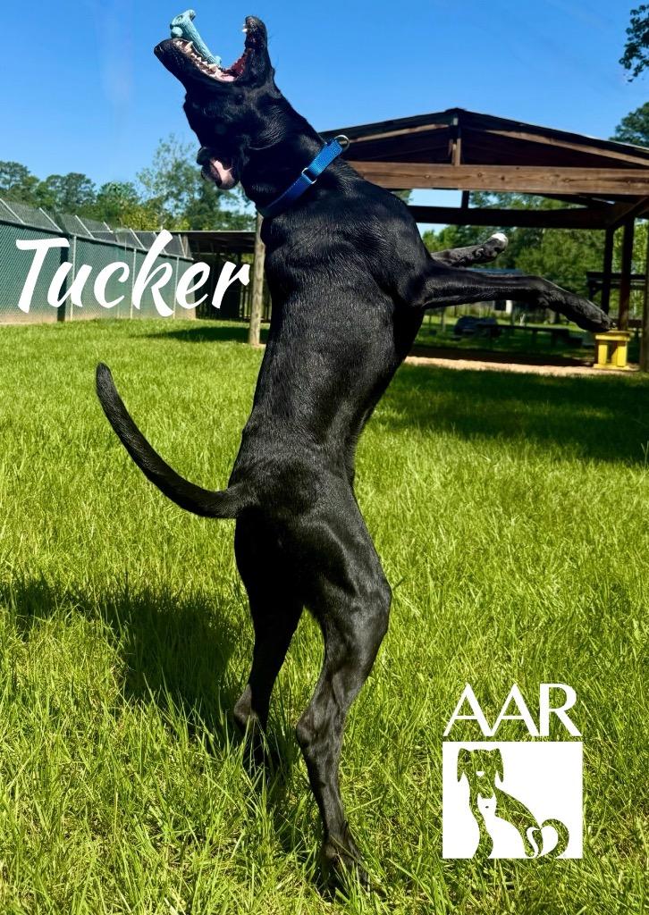 Tucker, a Adoptable Labrador Retriever in Magnolia, TX image 1/6