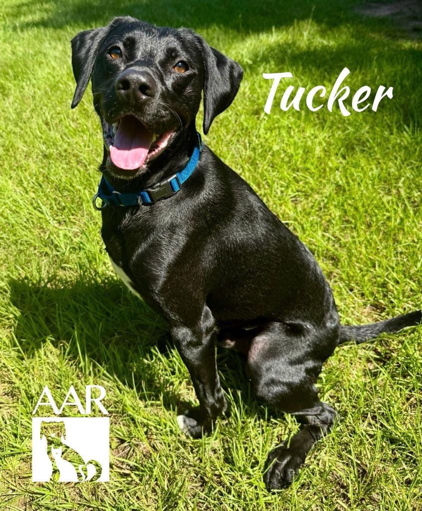 Tucker, a Adoptable Labrador Retriever in Magnolia, TX image 2/6