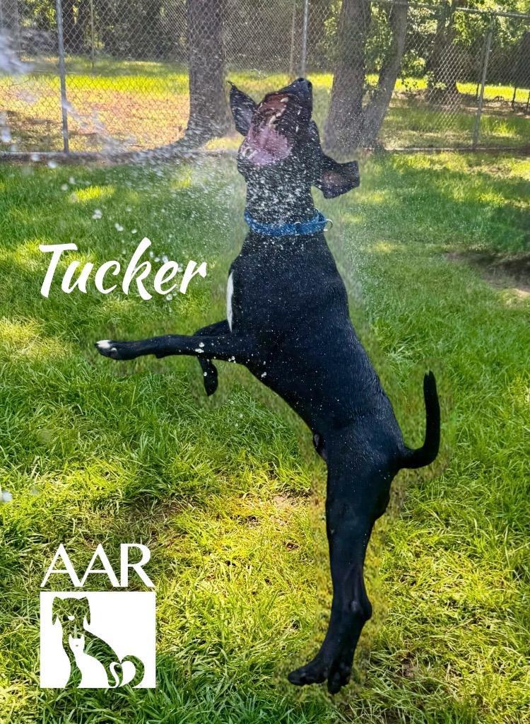 Tucker, a Adoptable Labrador Retriever in Magnolia, TX image 3/6