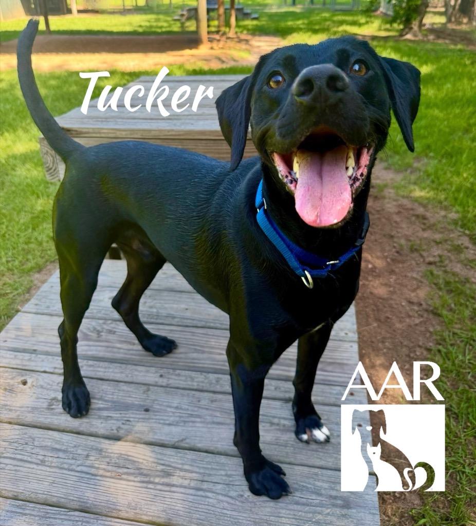 Tucker, a Adoptable Labrador Retriever in Magnolia, TX image 4/6