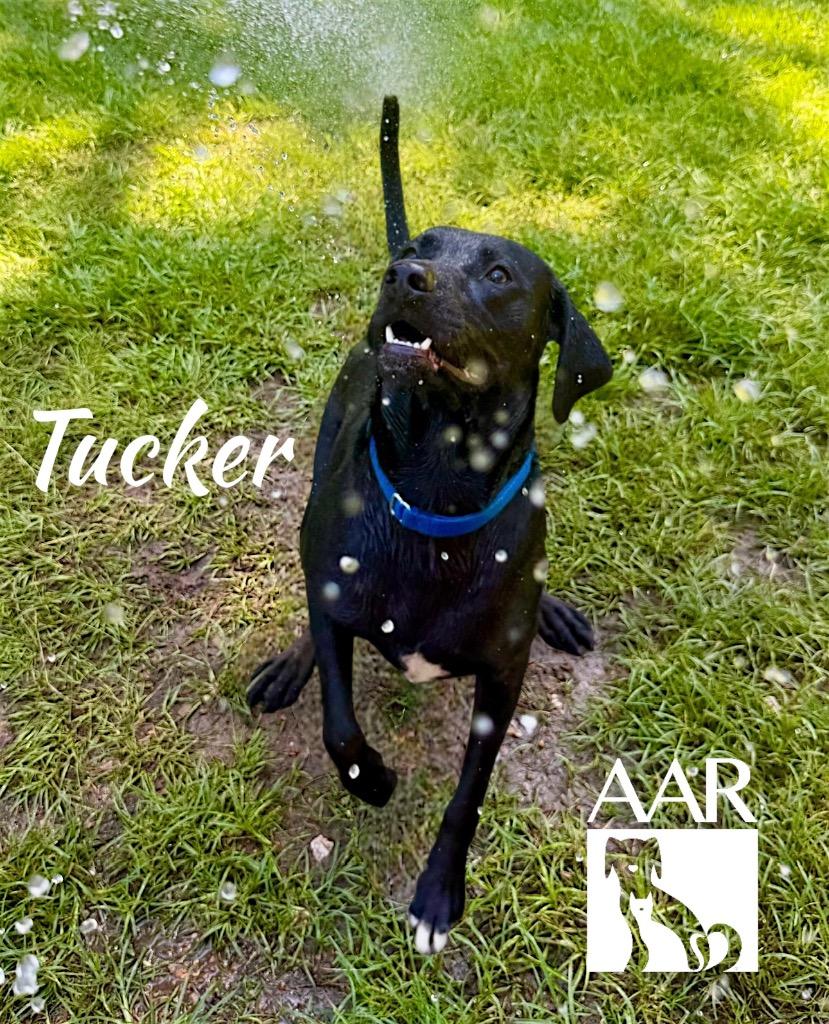 Tucker, a Adoptable Labrador Retriever in Magnolia, TX image 5/6