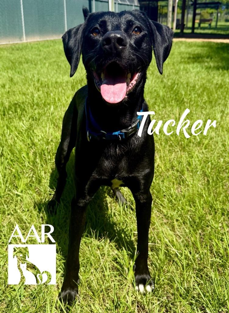 Tucker, a Adoptable Labrador Retriever in Magnolia, TX image 6/6