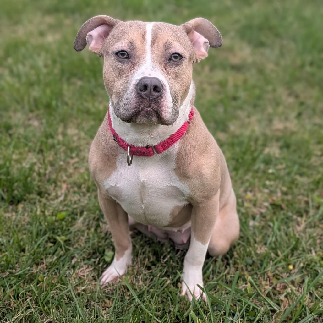 Nala Dreamland, Adoptable, Young Female American Bulldog.