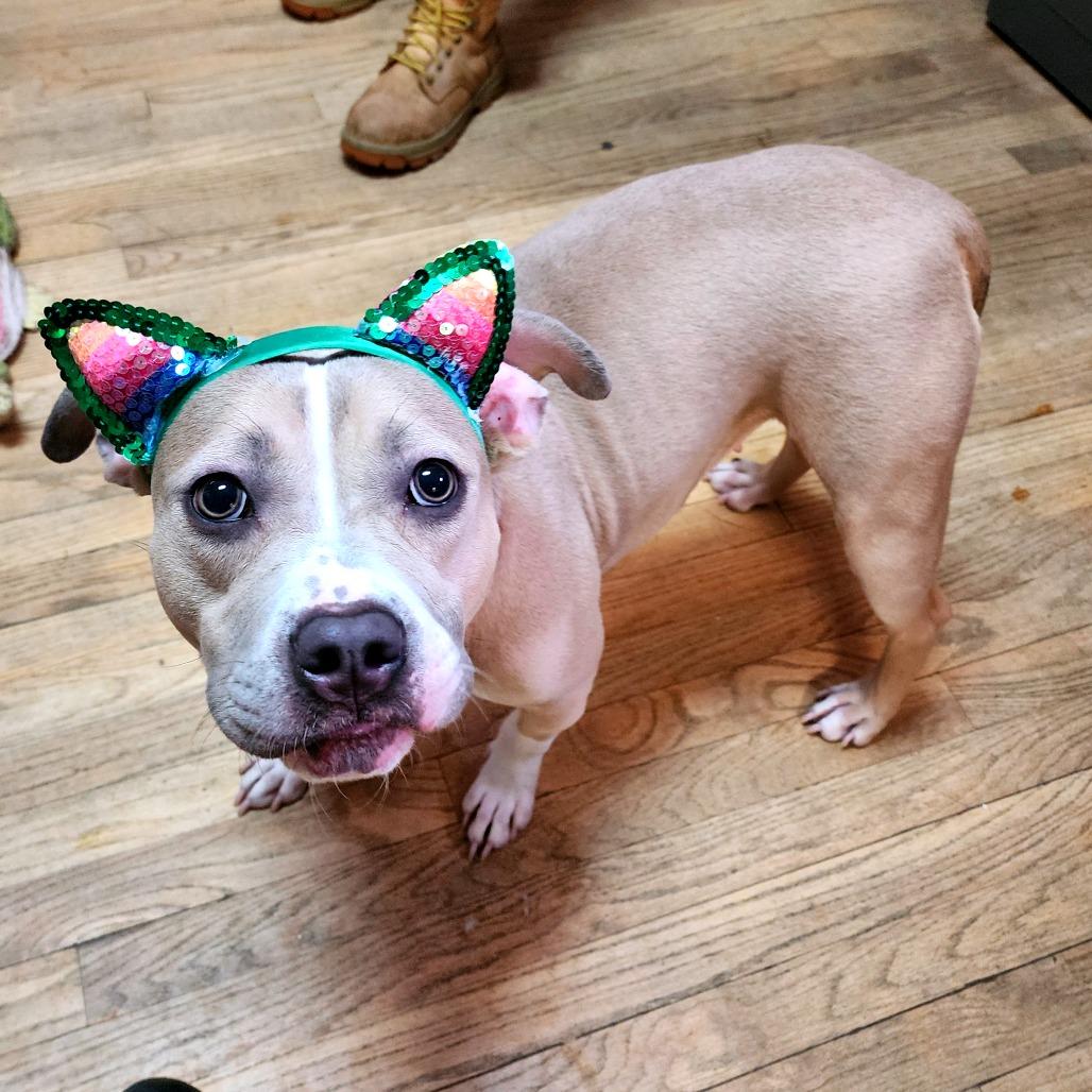 Nala Dreamland, Adoptable, Young Female American Bulldog.