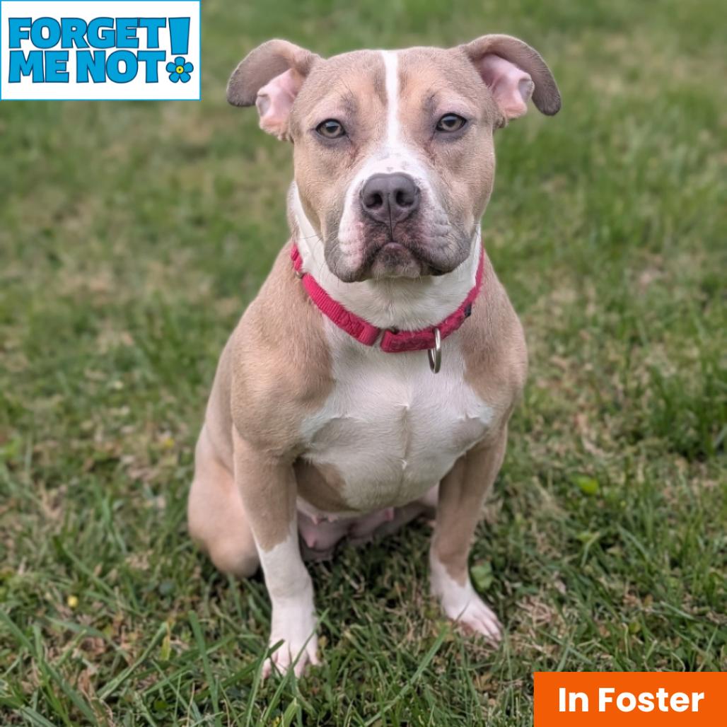 Enlarge Nala Dreamland, a Adoptable American Bulldog in Baltimore, MD image 2/4