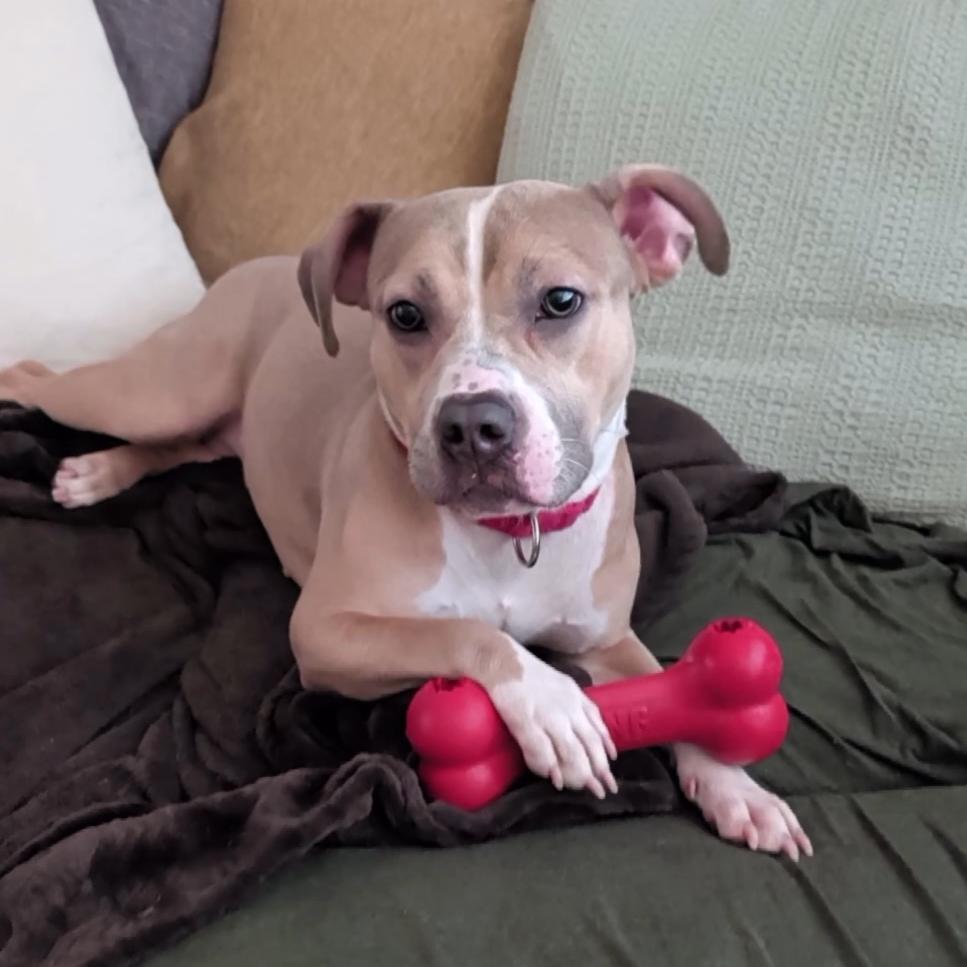 Enlarge Nala Dreamland, a Adoptable American Bulldog in Baltimore, MD image 3/4
