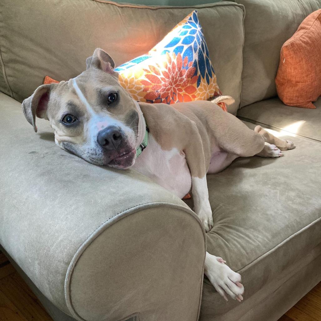 Enlarge Nala Dreamland, a Adoptable American Bulldog in Baltimore, MD image 4/4