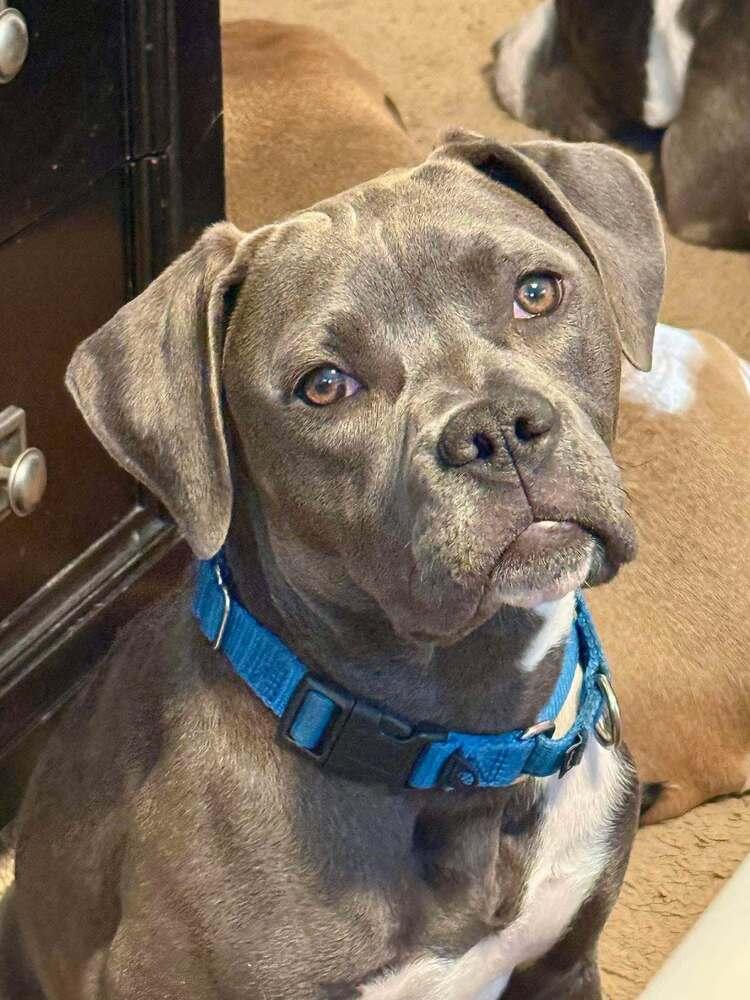 Kiper, Adoptable, Puppy Female Staffordshire Bull Terrier.