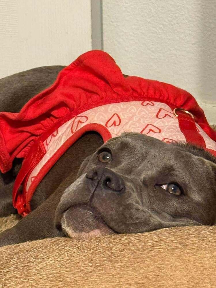 Enlarge Kiper, a Adoptable mixed breed in Albuquerque, NM image 4/6