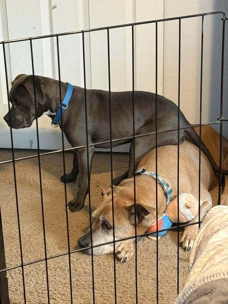 Enlarge Kiper, a Adoptable mixed breed in Albuquerque, NM image 6/6