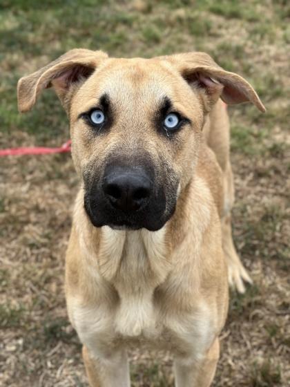 Luca, Adoptable, Adult Male Shepherd & Mixed Breed.