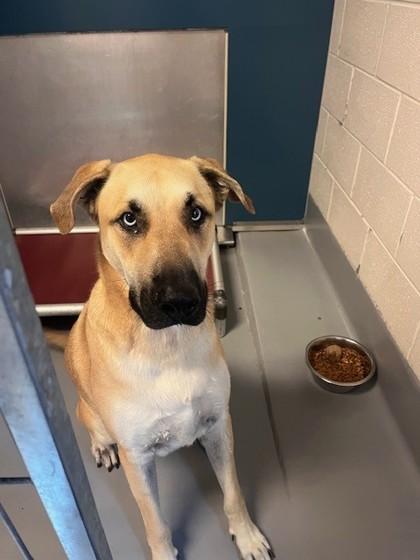 Luca, a Adoptable mixed breed in Irving, TX image 2/3