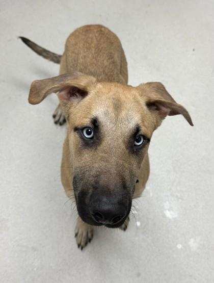 Luca, a Adoptable mixed breed in Irving, TX image 3/3