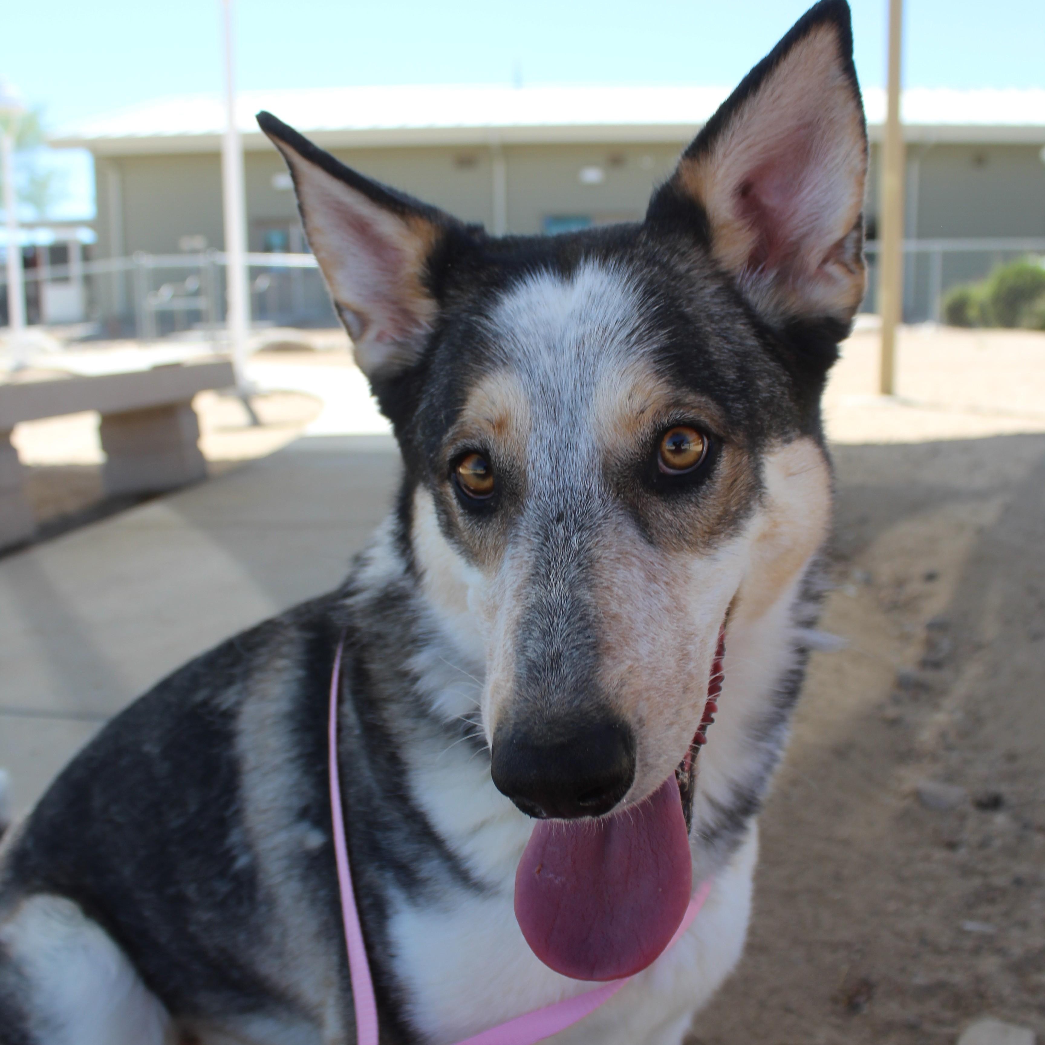 Bluey, a ADOPTABLE mixed breed in Yucca Valley, CA image 1/6