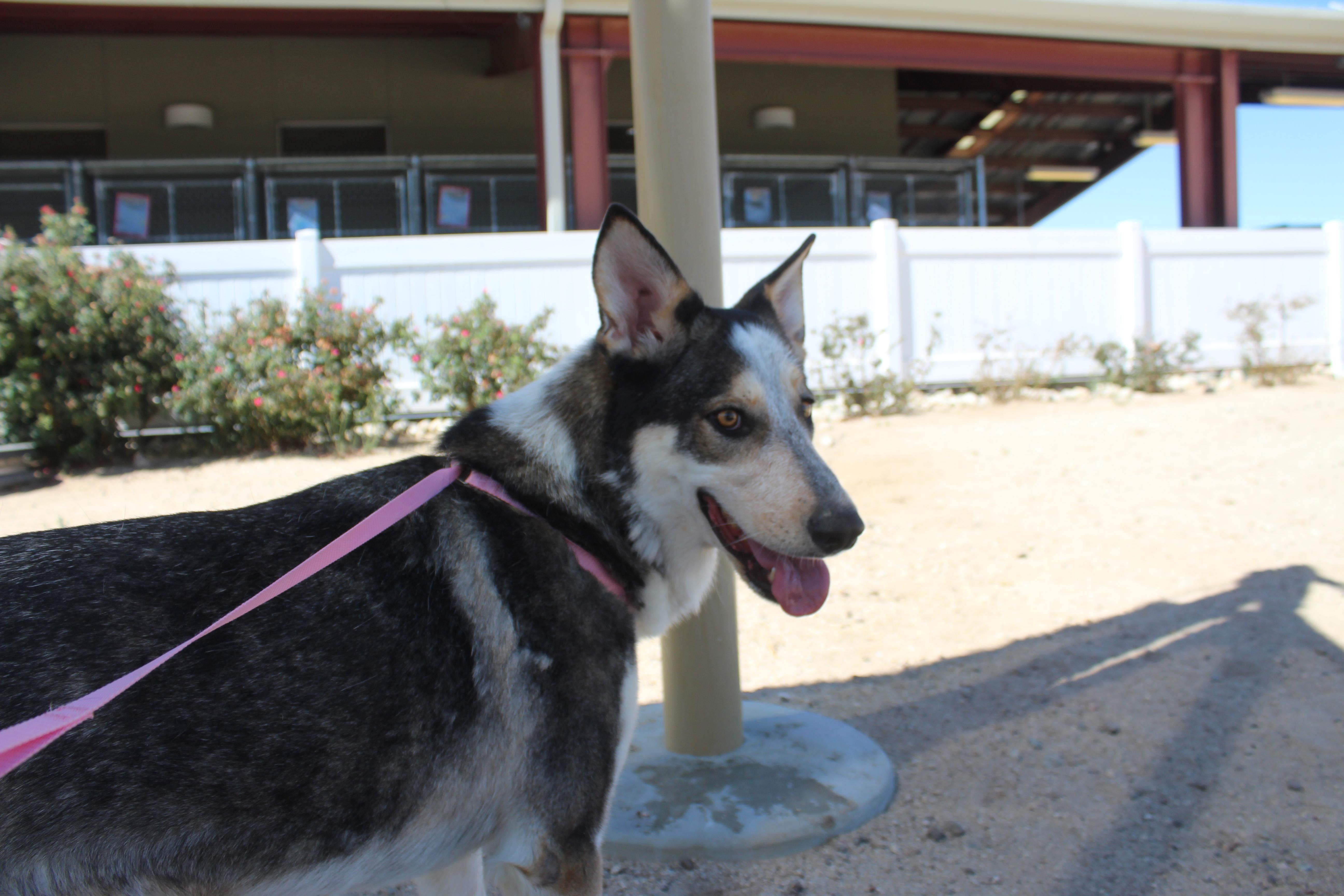 Bluey, a ADOPTABLE mixed breed in Yucca Valley, CA image 4/6