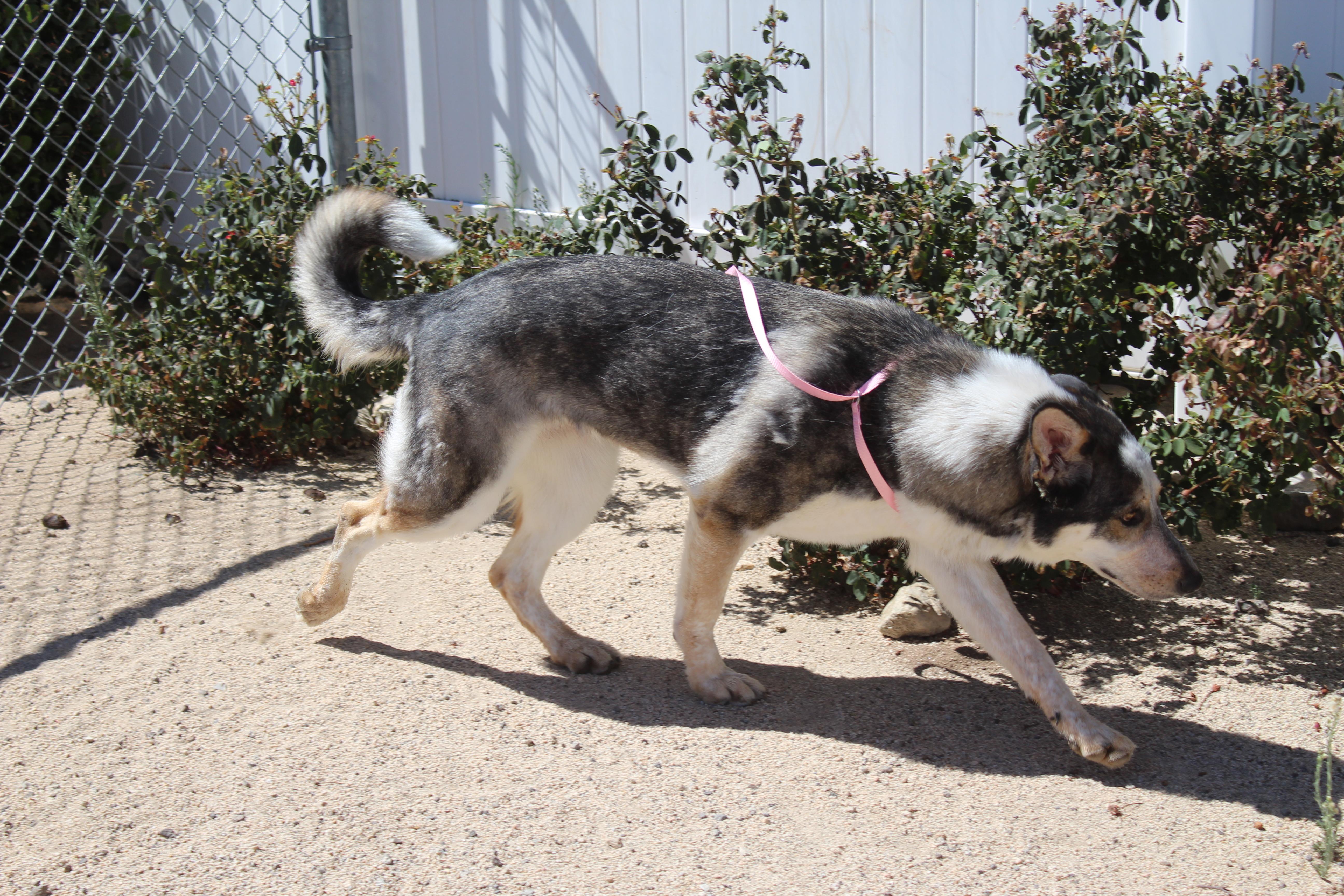 Bluey, a ADOPTABLE mixed breed in Yucca Valley, CA image 6/6