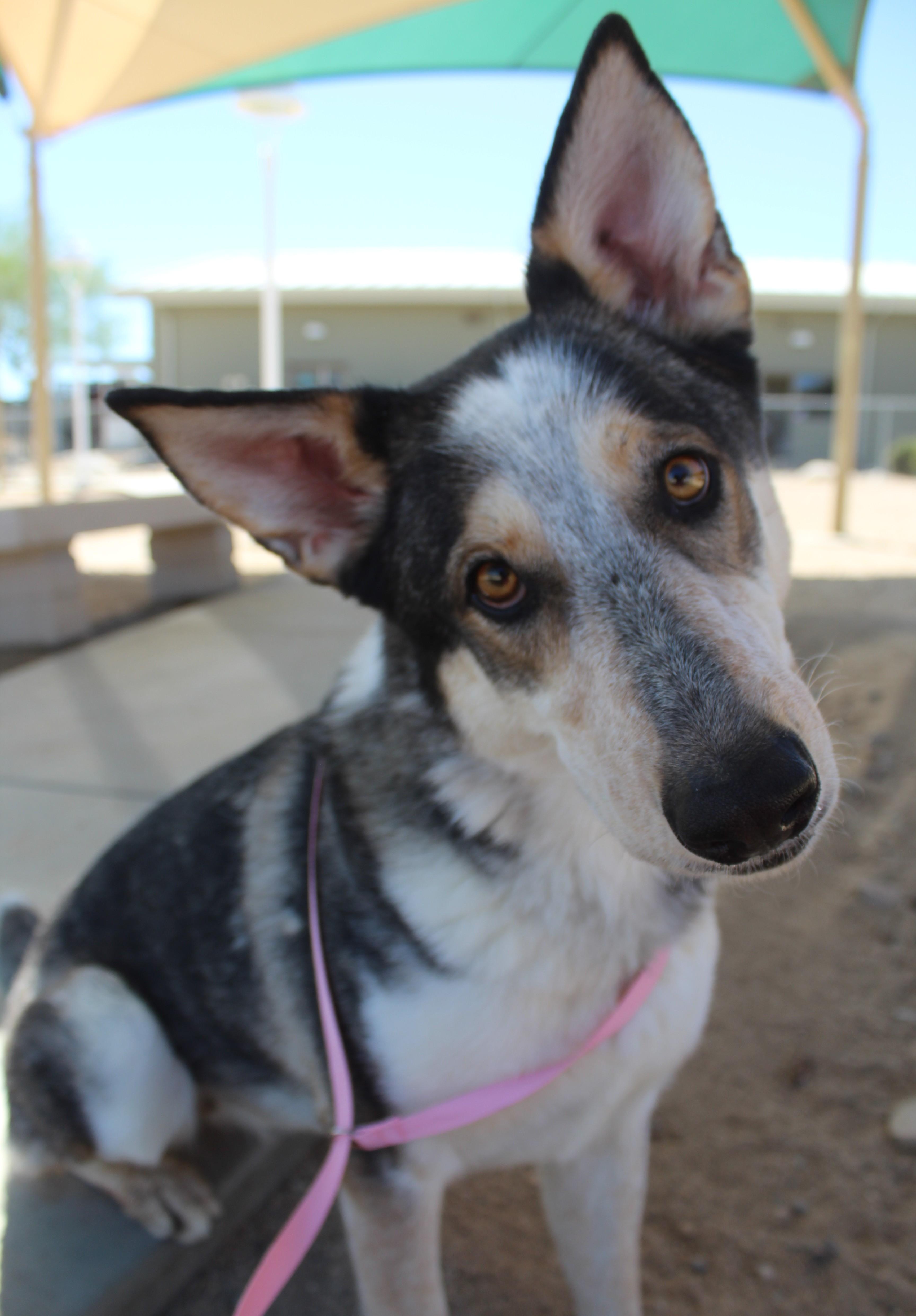Bluey, a ADOPTABLE mixed breed in Yucca Valley, CA image 3/6