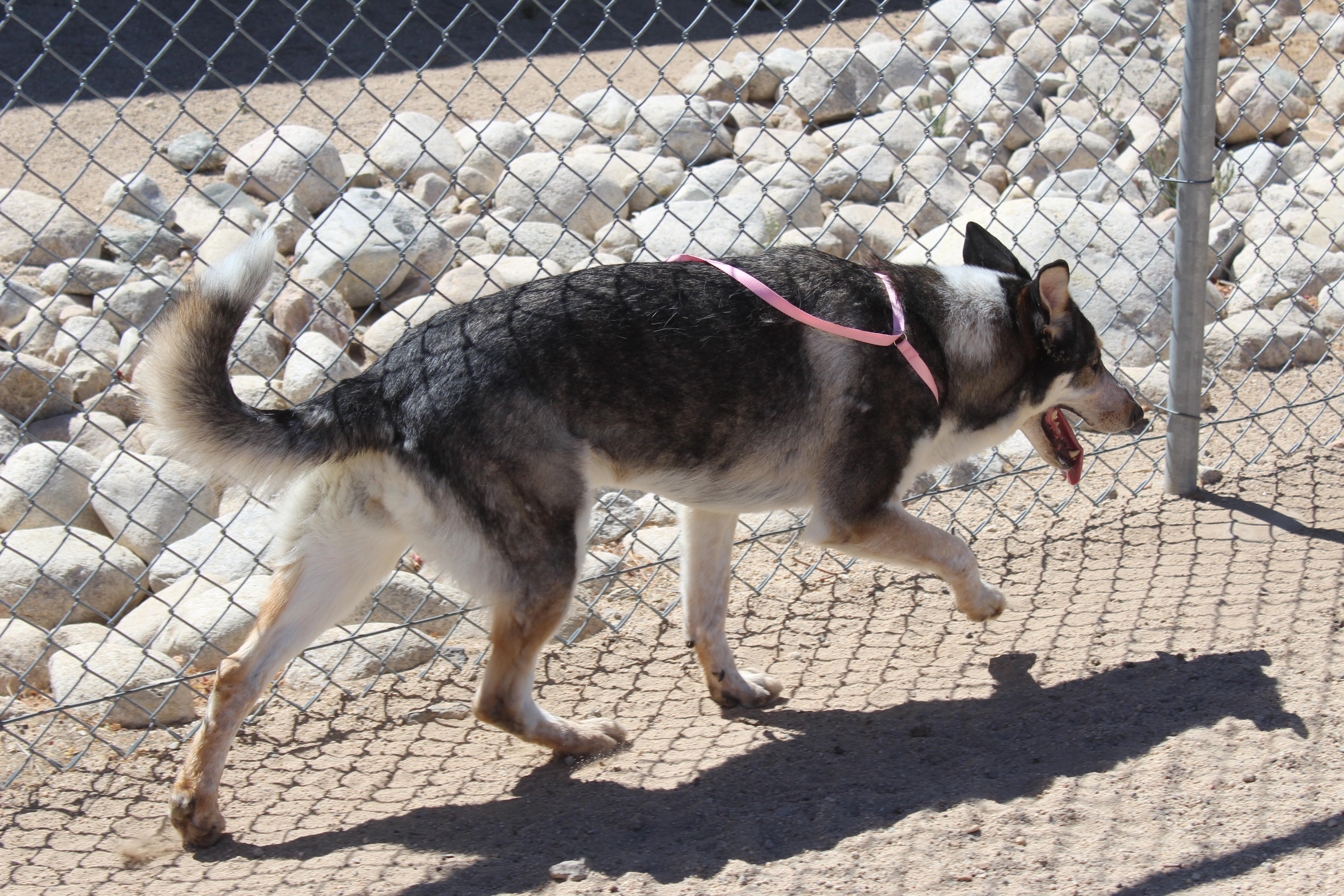 Bluey, a ADOPTABLE mixed breed in Yucca Valley, CA image 2/6