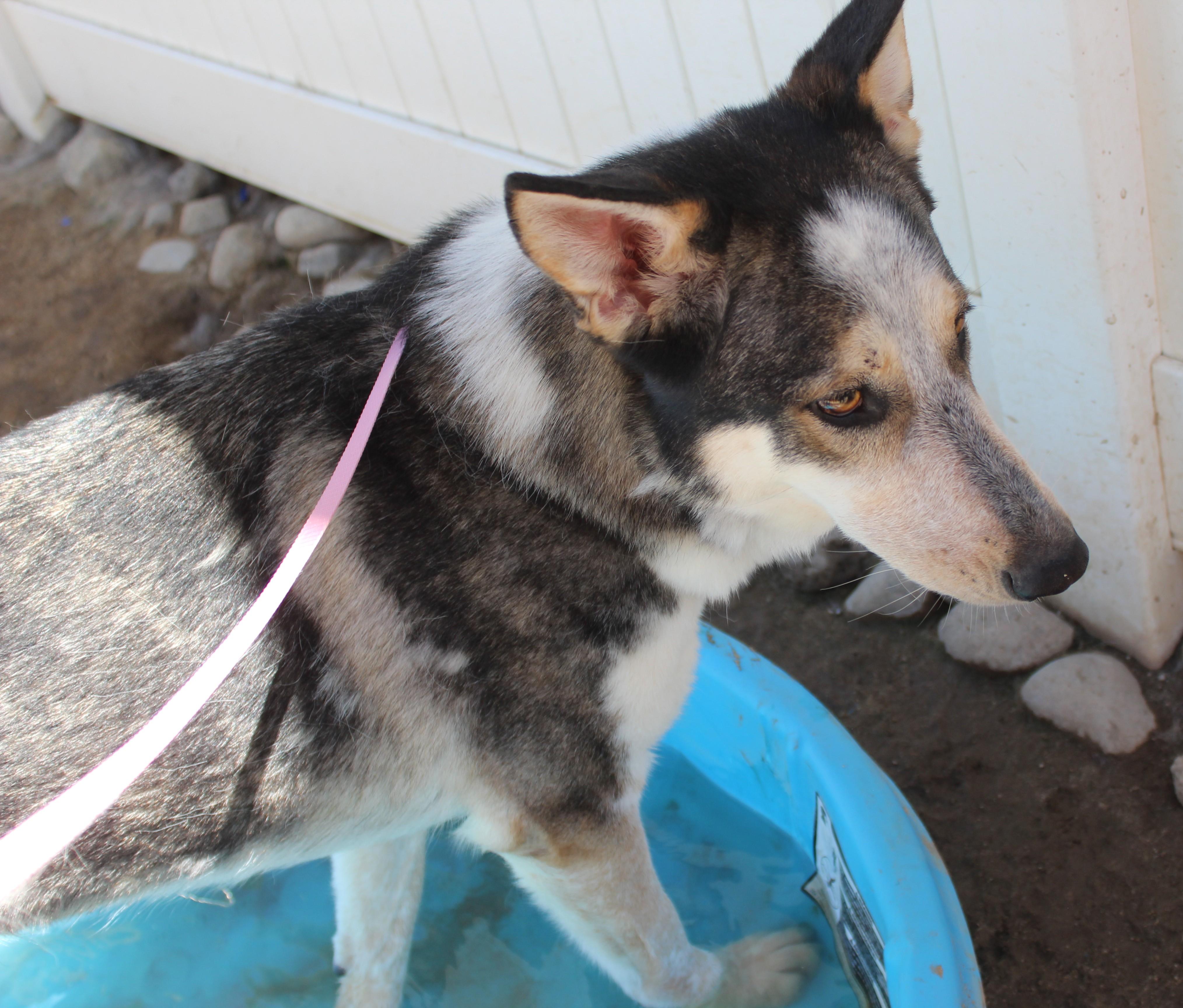Bluey, a ADOPTABLE mixed breed in Yucca Valley, CA image 5/6