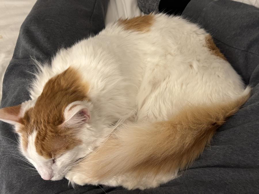 Julius, Adoptable, Adult Male Turkish Van.