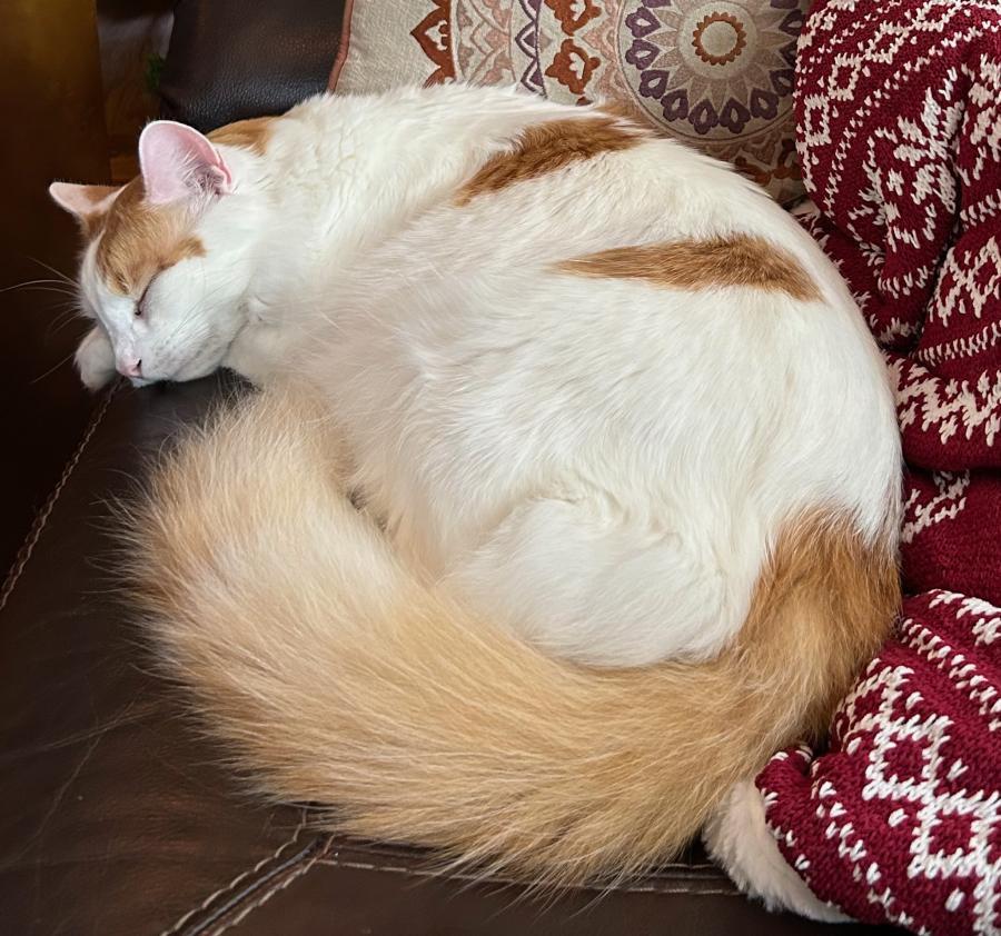 Julius, Adoptable, Adult Male Turkish Van.
