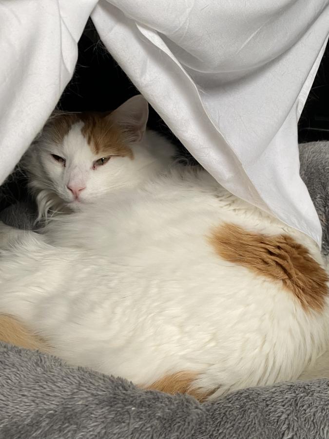 Enlarge Julius, a Adoptable Turkish Van in Mountain View, CA image 3/3