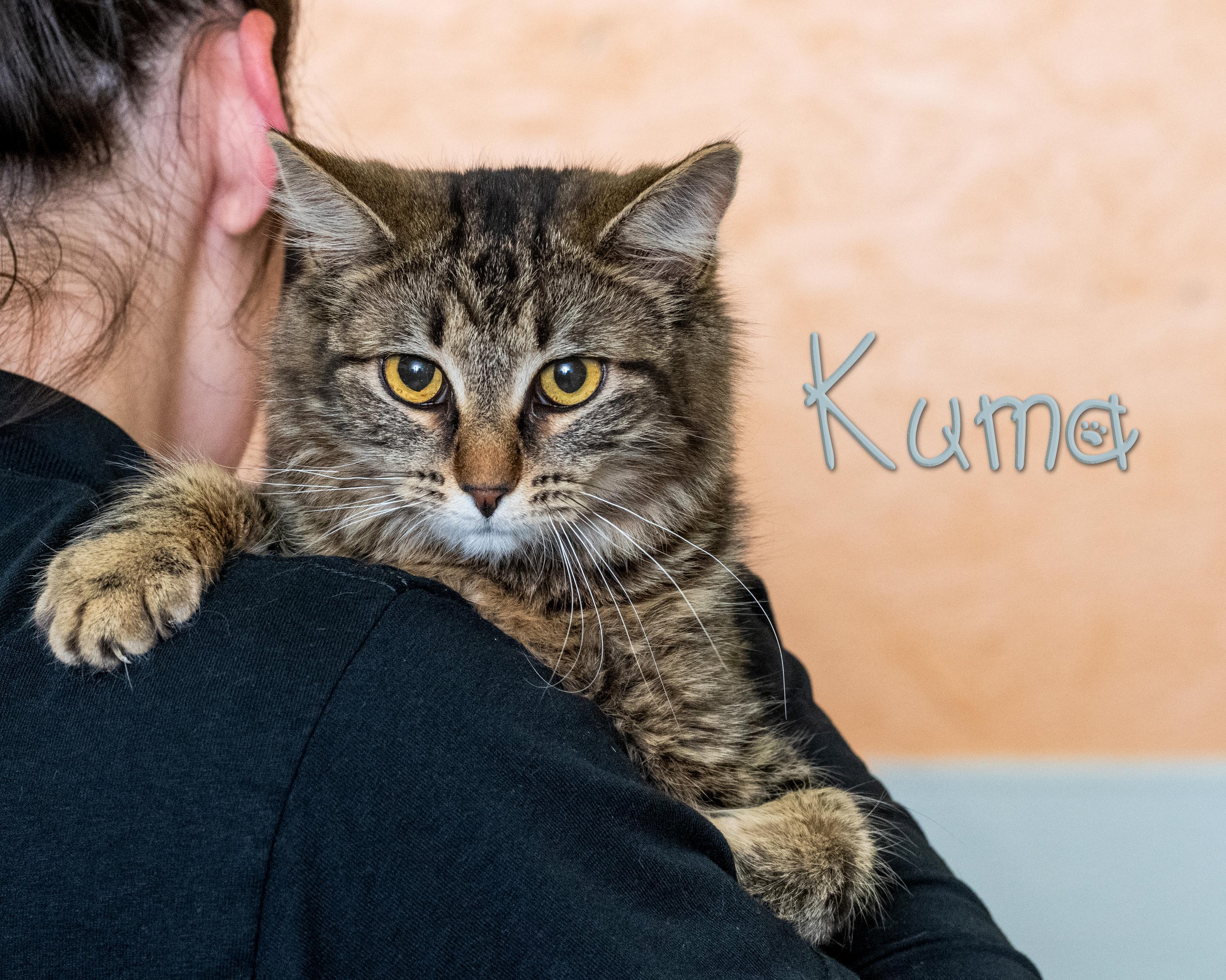 Kuma, ADOPTABLE, Young Female Domestic Short Hair.