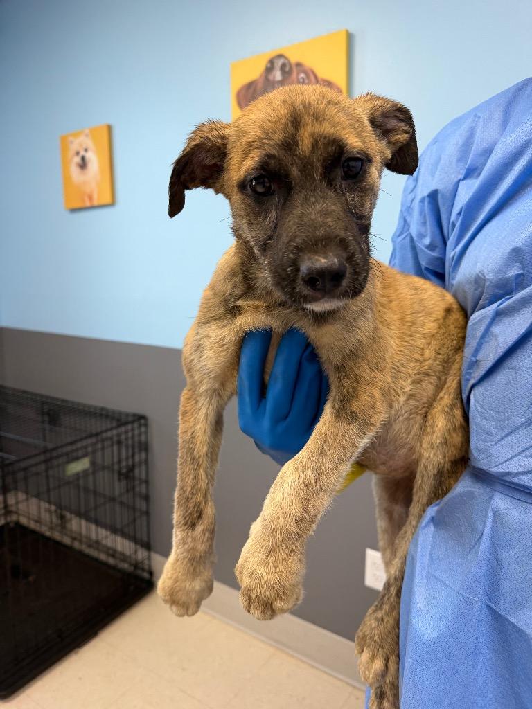Hazel 5, Adoptable, Puppy Female Husky & Pit Bull Terrier.