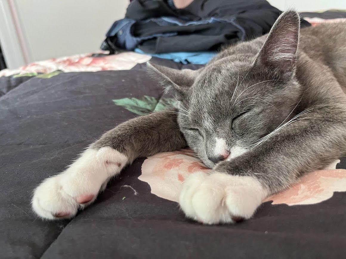 Enlarge Oliver, a Adoptable Domestic Short Hair in Walnut Creek, CA image 1/6