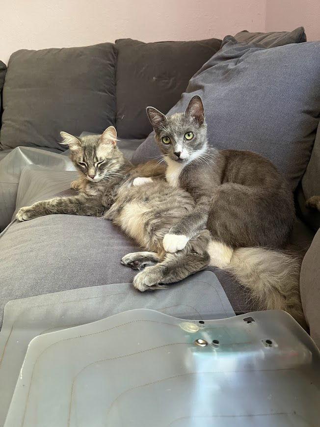 Enlarge Oliver, a Adoptable Domestic Short Hair in Walnut Creek, CA image 2/6