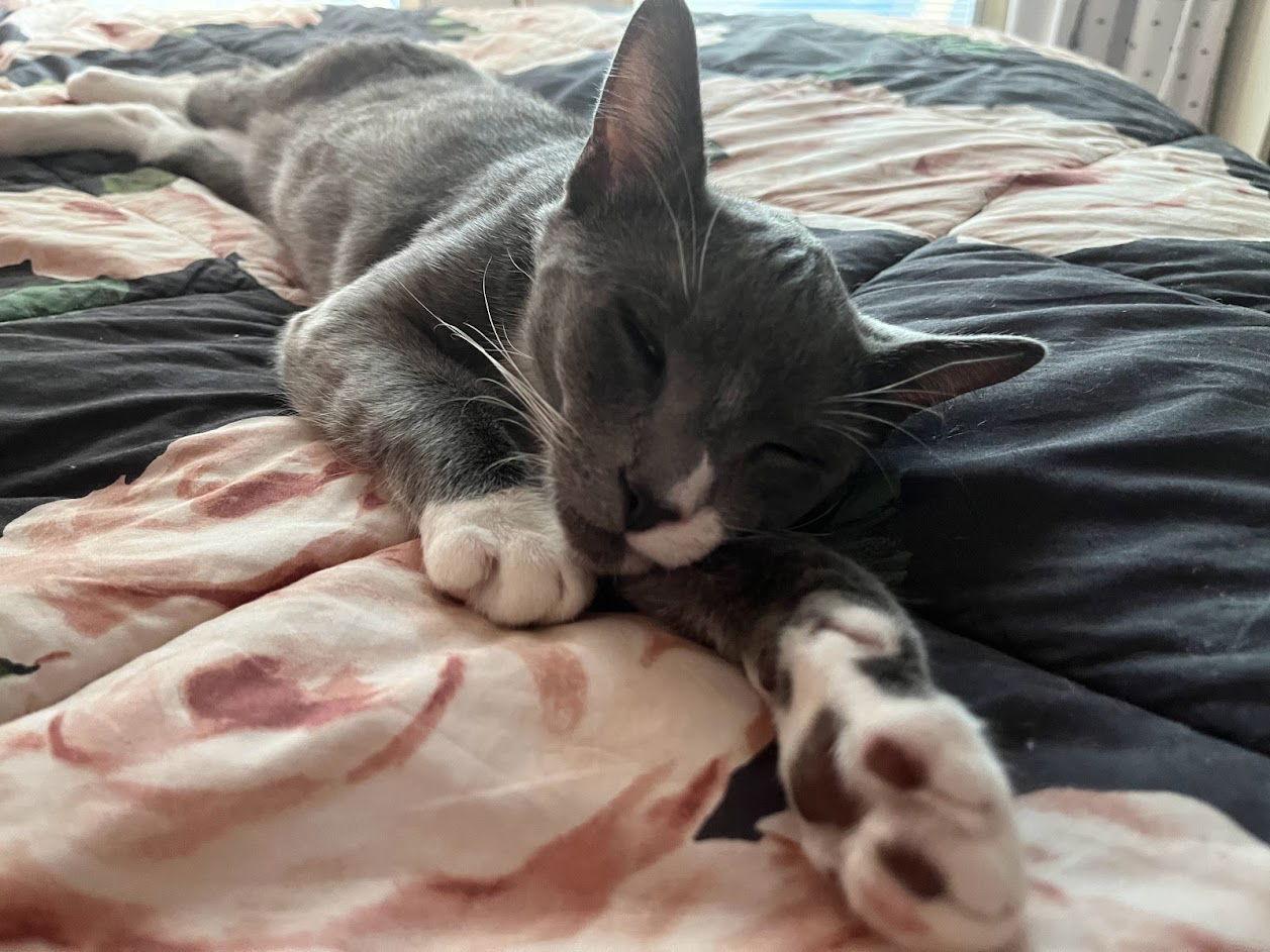 Enlarge Oliver, a Adoptable Domestic Short Hair in Walnut Creek, CA image 3/6