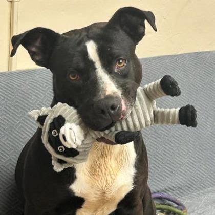 Ivan, Adoptable, Adult Male Mixed Breed.