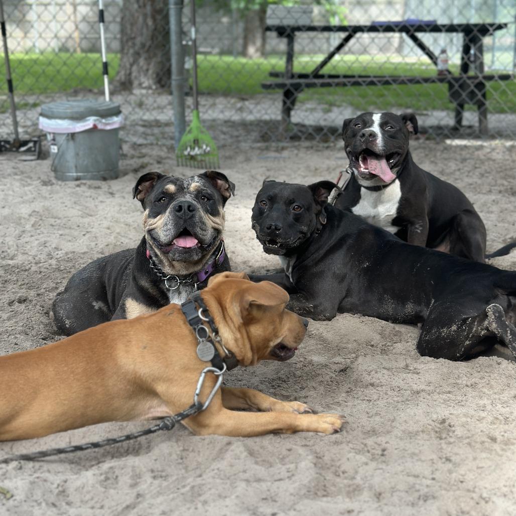 Enlarge Ivan, a Adoptable Mixed Breed in Franklin, TN image 3/6